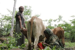 Livestock play key role in fostering the livelihoods of rural communities in the IGAD Region